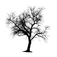 Silhouette of an isolated tree with intricate branches standing against a Transparent background, Image tree silhouette isolated on background png