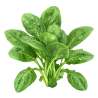Fresh spinach leaves displayed against a clean Transparent background ideal for healthy cooking and nutrition purposes, spinachisolated on background png