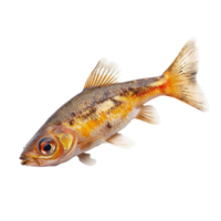 Rutilus fish isolated on Transparent background displaying unique colors and features in aquatic environment, Rutilus live fishisolated on background png