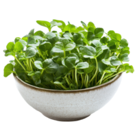 Fresh watercress in a simple bowl isolated against a Transparent background for culinary and health use, Watercress in bowl isolated on background png