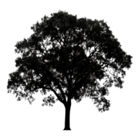 Silhouette of a solitary tree with intricate branches against a Transparent background, Image tree silhouette isolated on background png