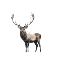 Stag with large antlers standing gracefully in fresh snow on a winter day, stag standing in the snow with large antlers, Transparent background, background png