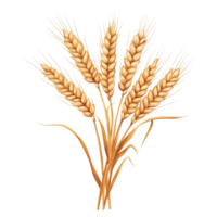 Ears of wheat displayed in an isolated and detailed composition against a Transparent background, wheat ears isolated on png