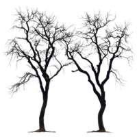 Silhouette of dry trees on a Transparent background showcasing their intricate branch structures, Silhouette many dry trees isolated on png