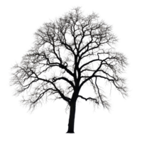 Large leafless tree silhouette against a Transparent background creating a stark visual contrast, Silhouette a large leafless tree, isolated on a background png