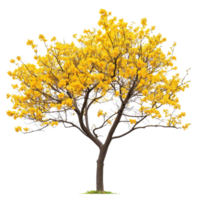 Bright yellow flowering tree stands beautifully against a Transparent background showcasing vivid blooms and a sturdy trunk, Isolated image yellow flowers on background png