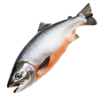 Fresh salmon fish isolated against a Transparent background for clean culinary presentation, Salmon Fish Isolated on png