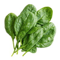 Fresh spinach leaves isolated on Transparent background showcasing vibrant green color and healthy textures, Spinach isolated on background png