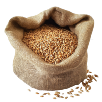 Wheat grain and bran sack filled with fresh grains ready for processing and distribution, Wheat Grain and Bran Sack png