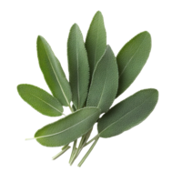 Fresh sage leaves arranged on a Transparent background ready for culinary use or herbal remedies, Sage leavesisolated on background png
