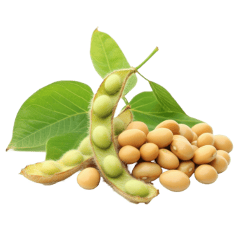 Fresh soybeans and pods displayed on a Transparent background emphasizing their natural color and texture, Soybeans isolated on background png