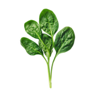 Fresh spinach leaves on a Transparent background showcasing vibrant green color and natural shape, Spinach on background png