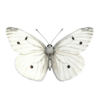 White butterfly perched on a clean Transparent background showcasing delicate features and intricate markings, white butterfly Peaisolated on background png