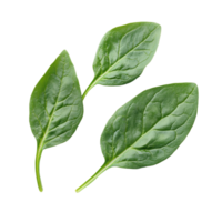 Fresh spinach leaves with vibrant green color isolated on a clean Transparent background, Spinach leaves isolated on background png