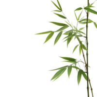 Closeup of bamboo branch against a plain Transparent background highlighting its green leaves and natural beauty, This background file is a close-up a bamboo branch, background png