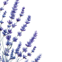 Elegant lavender flowers arranged against a soft watercolor background for a soothing artistic display, Watrcolor lavender background. Transparent background, background png