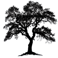 Silhouette of a large tree with intricate branches and leaves on a Transparent background, Photo branches with leaves a large tree isolated on a background png