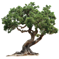 Rustic tree with green leaves isolated on a Transparent background showcasing natural beauty and intricate details, Rustic tree isolated on background png