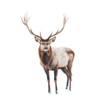 Stag standing majestically in snow with large antlers during winter in a serene landscape, stag standing in the snow with large antlers, Transparent background, background png