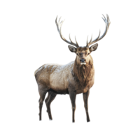 Stag with large antlers stands majestically in a snowy landscape during winter, stag standing in the snow with large antlers, Transparent background, background png