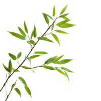 Closeup of a bamboo branch with vibrant green leaves on a Transparent background showcasing natural beauty and simplicity, This background file is a close-up a bamboo branch, background png