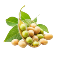 Soybean seeds and pods on Transparent background highlighting their natural colors and textures, Soybeans seeds on background png