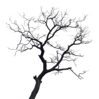Silhouette of a dry tree with intricate branches against a plain Transparent background, silhouette dry tree on png