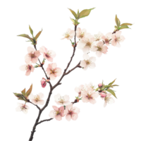 sakura albero ramo ornato con delicato fiori contro un' sereno trasparente sfondo, sakura albero ramo fiore bianca sfondo png