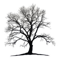 Lonely large leafless tree silhouette on a plain Transparent background in winter, Silhouette a large leafless tree, isolated on a background png