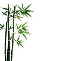 Closeup of bamboo stalks with vibrant green leaves on a clean Transparent background, This background file is a close-up a bamboo branch, background png