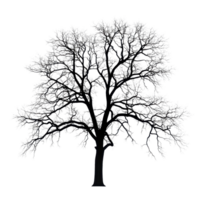 Silhouette of a large leafless tree against a Transparent background in wintertime, Silhouette a large leafless tree, isolated on a background png