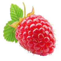 Solitary raspberry showcasing vibrant color and texture against a clean Transparent background, Solitary raspberry isolated on background png