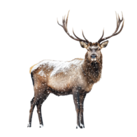Stag with large antlers gracefully stands in snow, showcasing its majestic presence in winter landscape, stag standing in the snow with large antlers, Transparent background, background png
