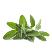 Fresh sage plant with lush green leaves isolated against a Transparent background for culinary use, Sage plant isolated on background png
