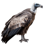 Vulture stands isolated on a Transparent background showcasing its impressive features and details of plumage, Vulture Isolated on png