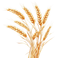 Wheat stalks standing upright against a bright Transparent background highlighting their golden texture, Wheat, isolated png