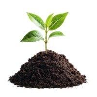 Soil mound with green plant sprouting on a Transparent background showcasing new growth and vitality during springtime, soilisolated on background png