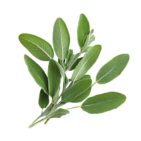 Fresh sage leaves isolated on a Transparent background showcasing their vibrant green color and texture, Sage leaves isolated on background png
