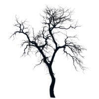 Silhouette of a dry tree with intricate branches against a stark Transparent background, silhouette dry tree on png
