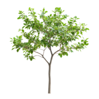 Green-leafed tree stands out against a bright Transparent background in natural light, tree with green leaves on a png