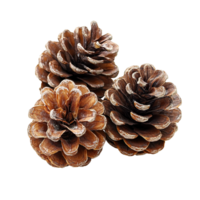 Isolated pine cones showcasing natural textures and patterns on a Transparent background, some pine cones isolated on White background png
