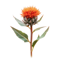 Safflower bloom with vibrant orange petals isolated on a clean Transparent background, Safflower isolated on background png
