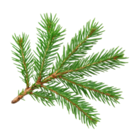 Spruce branch with lush green needles isolated on a Transparent background for floral design and nature projects, Spruce branch green fir isolated, background png