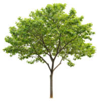 Lush green tree with full foliage thriving against a Transparent background in a tranquil setting, tree with green leaves on a png