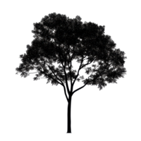 Silhouette of an isolated tree standing out against a Transparent background with detailed branches and leaves, Image tree silhouette isolated on background png