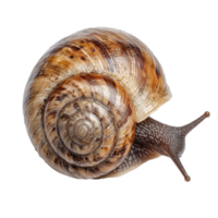 WarzenSpindelstrauch isolated on Transparent background showcasing unique shell structure and natural patterns, Warzen-Spindelstrauchisolated on background png