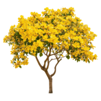 Bright yellow flowering tree stands alone against a clean Transparent background, Isolated image yellow flowers on background png