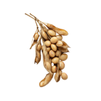 Soybeans with pods and seeds arranged on a Transparent background showcasing their natural texture and color, Soybeans on background png