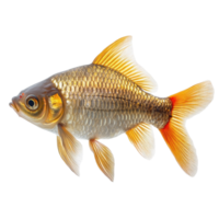 Rutilus fish swimming gracefully against a Transparent background showcasing vibrant colors and features, Rutilus live fishisolated on background png