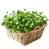 Fresh watercress in a woven basket against a clean Transparent background for culinary use, watercress in a basketisolated on background png